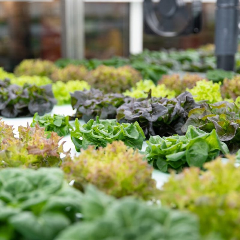 Hydroponic Growing Systems: A Smart Solution for High-Efficiency Agriculture