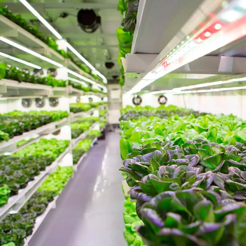 🌿 The Future of Farming: Hydroponic Shipping Containers