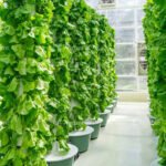 Commercial Hydroponic Towers