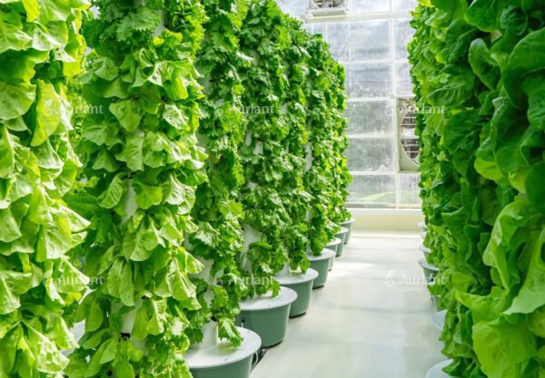 Commercial Hydroponic Towers