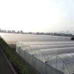 Multi Span Film Tunnel Greenhouse
