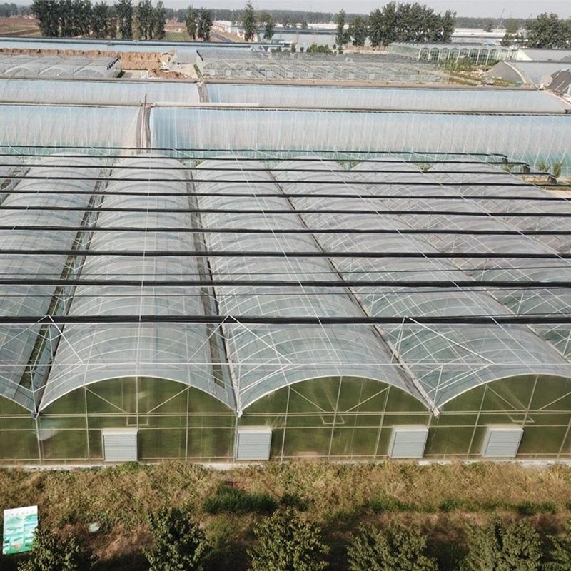 Multi Span Film Tunnel Greenhouse for Flowers Plant