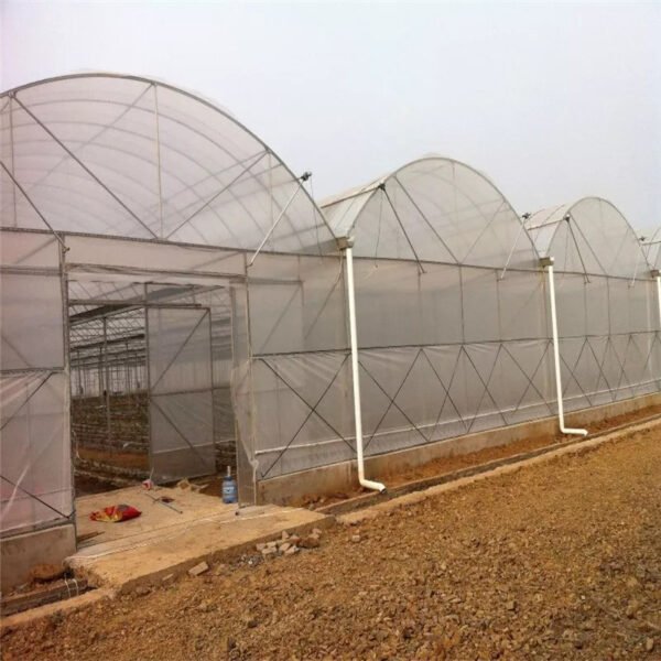Multi Span Greenhouse For Growing Strawberries