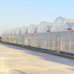 Multi Span Film Tunnel Greenhouse