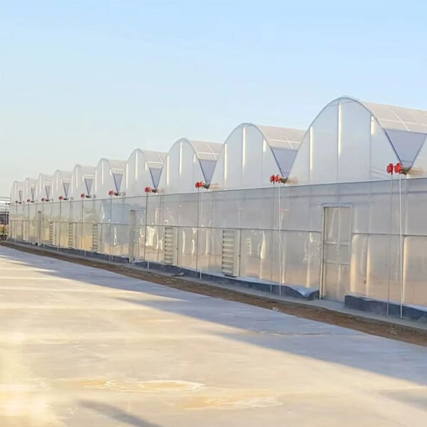 Multi Span Film Tunnel Greenhouse