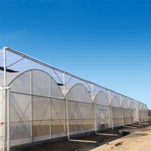 Multi Span Film Tunnel Greenhouse