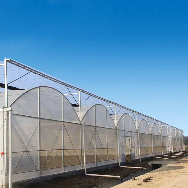 Multi Span Film Tunnel Greenhouse With Drip Irrigation