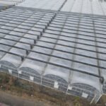 Multi Span Film Tunnel Greenhouse