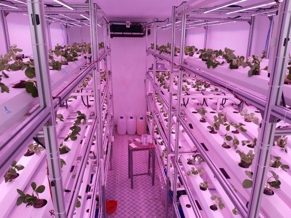 Modular Strawberry Container Farm