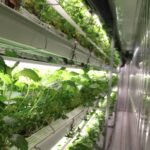 Energy Saving Strawberry Container Farm