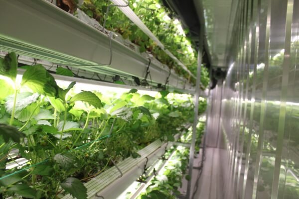 Energy Saving Strawberry Container Farm