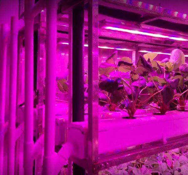 Strawberry Container Farm for Seedling Cultivation