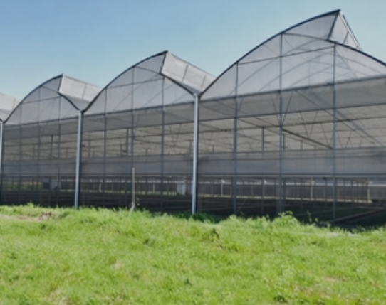 Commercial Film Sawtooth Greenhouse