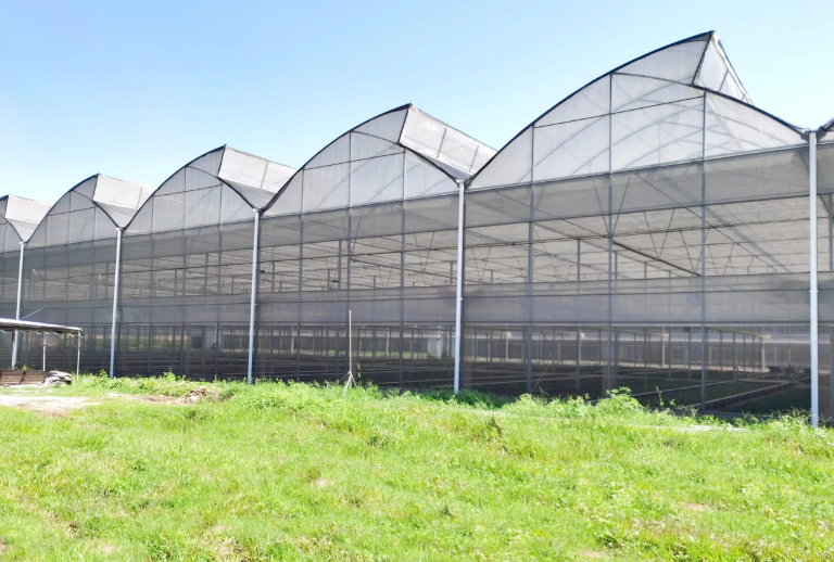 Multi-span Sawtooth Greenhouse