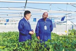 Aurlant greenhouse specialist consulting with international client on custom greenhouse farm design