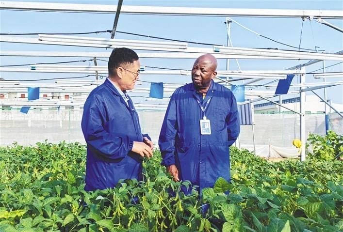 Aurlant গ্রীনহাউস বিশেষজ্ঞ আন্তর্জাতিক ক্লায়েন্টের সাথে কাস্টম গ্রীনহাউস ফার্ম ডিজাইন নিয়ে পরামর্শ দিচ্ছেন