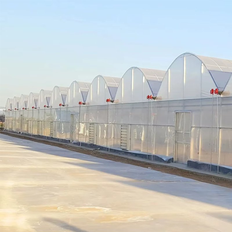 multi span greenhouses