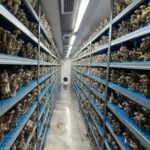 Vertical Mushroom Container Farm