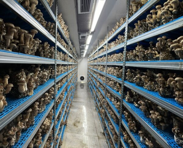 Vertical Mushroom Container Farm