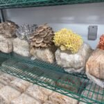 Mushroom Container Farm