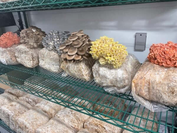 Mushroom Container Farm