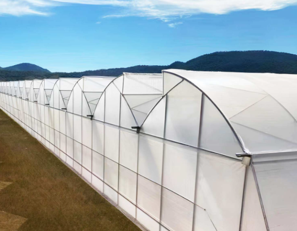 Long-Life Multi Span Greenhouse