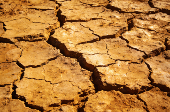 Open-field crop loss from heat and drought Texas