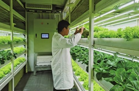  Leafy Vegetable Container Farm