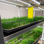 20ft Fodder Container Farm