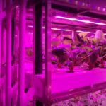Automatic Strawberry Container Farm