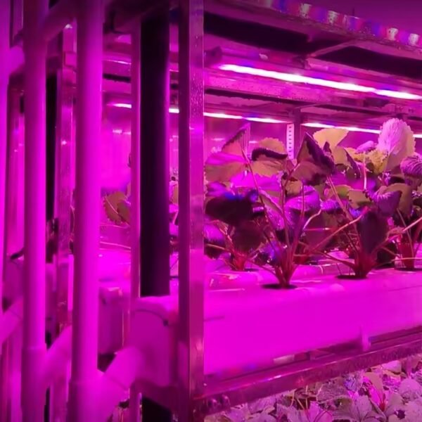 Automatic Strawberry Container Farm