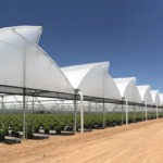 Multi Span Greenhouse For Vegetable Planting