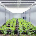Hemp Container Farm With Cooling System