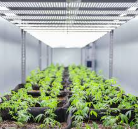 Hemp Container Farm With Cooling System