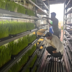 Fodder Container Farm With Intelligent Control