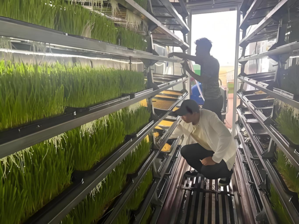 Fodder Container Farm With Intelligent Control