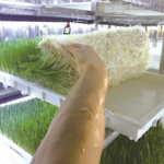 Fodder Container Farm With Irrigation System