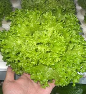 পাতাযুক্ত শাকসবজি চাষের সমাধান