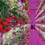 Strawberry Container Farm with Irrigation Equipment