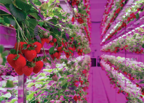 Strawberry Container Farm with Irrigation Equipment