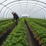 Multi-Span Film Tunnel Greenhouse for Growing Strawberries