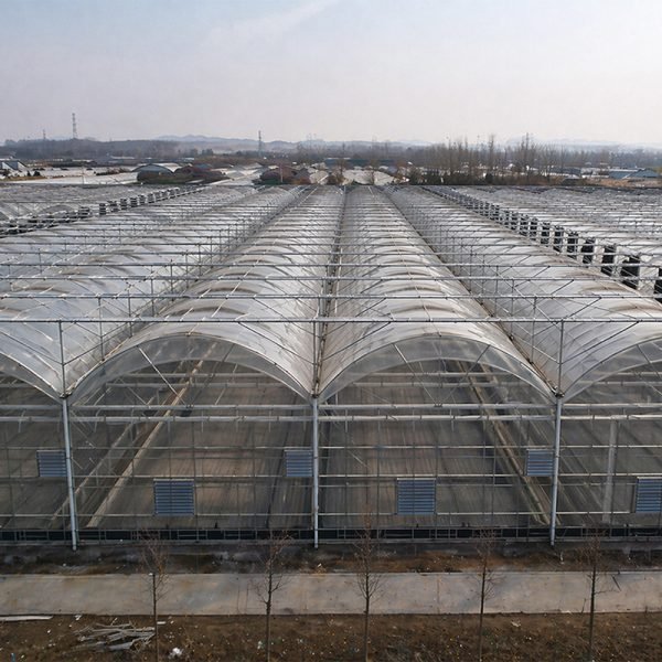 Agricultural Multi-Span Greenhouse
