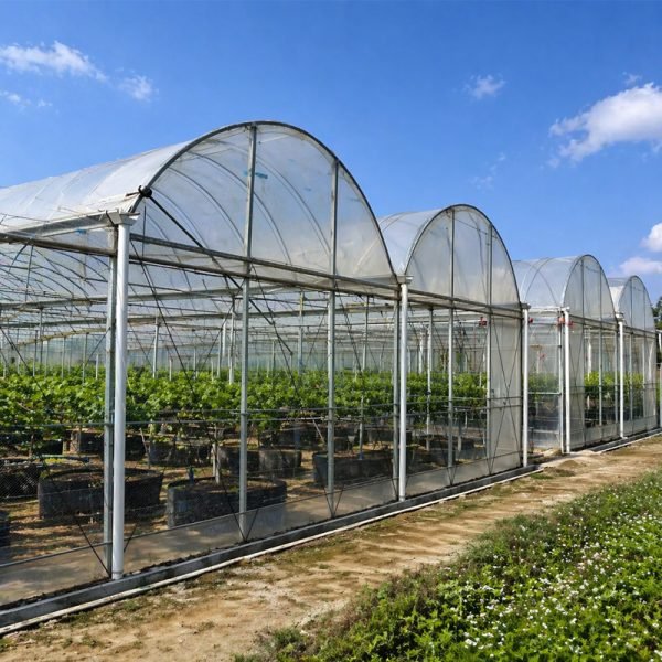 সবজি চাষের জন্য বাণিজ্যিক ফিল্ম গ্রীনহাউস