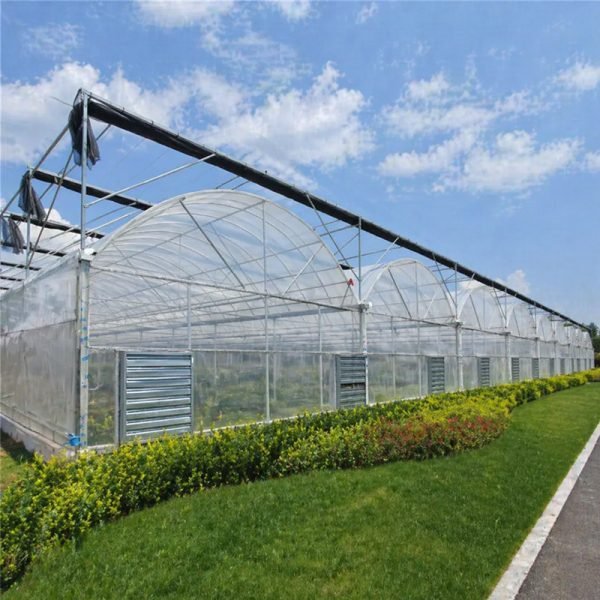 Multi-Span Film Tunnel Greenhouse With Ventilation System