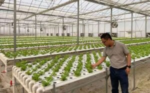 Гидропонная система NFT