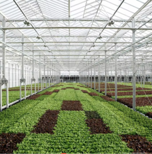 Polycarbonate Multi Span Greenhouse For Vegetables