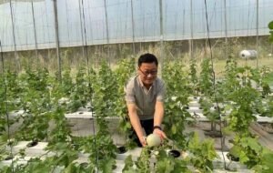 Commercial hydroponic system for Hami melon cultivation in a greenhouse