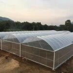 Polycarbonate Multi Span Greenhouse For Growing Blueberries