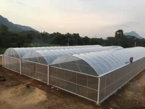 Polycarbonate Multi Span Greenhouse For Growing Blueberries