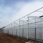 Large Multi-Span Sawtooth Greenhouse